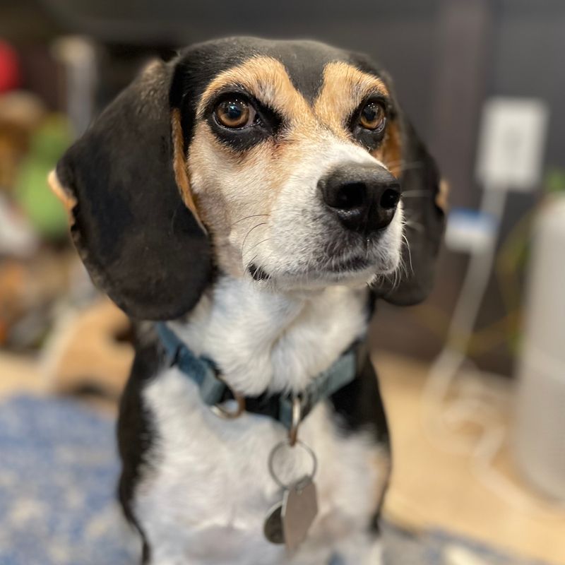 This is Ziggy!