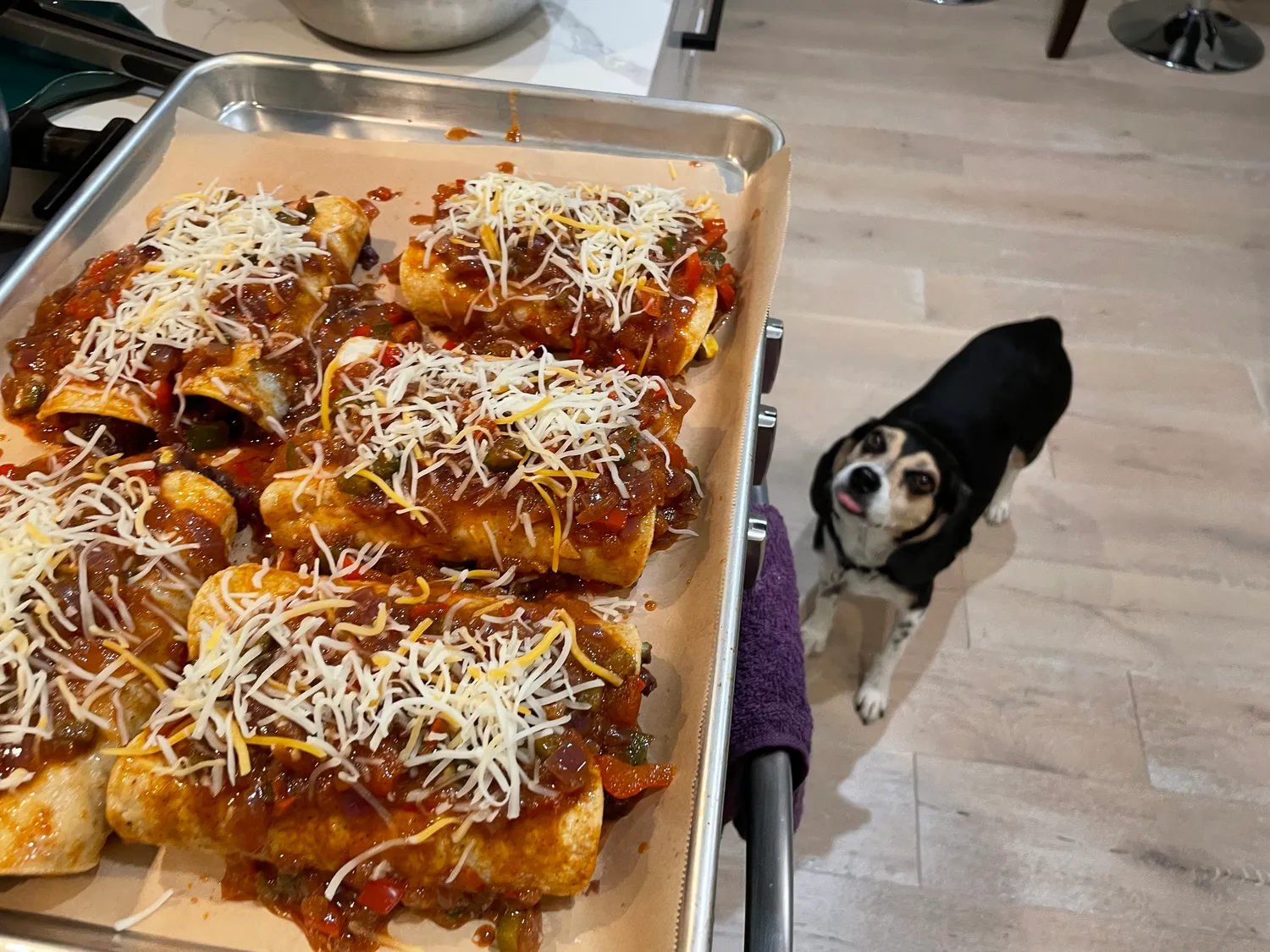 A hungry beagle gazes upon spaced out enchiladas