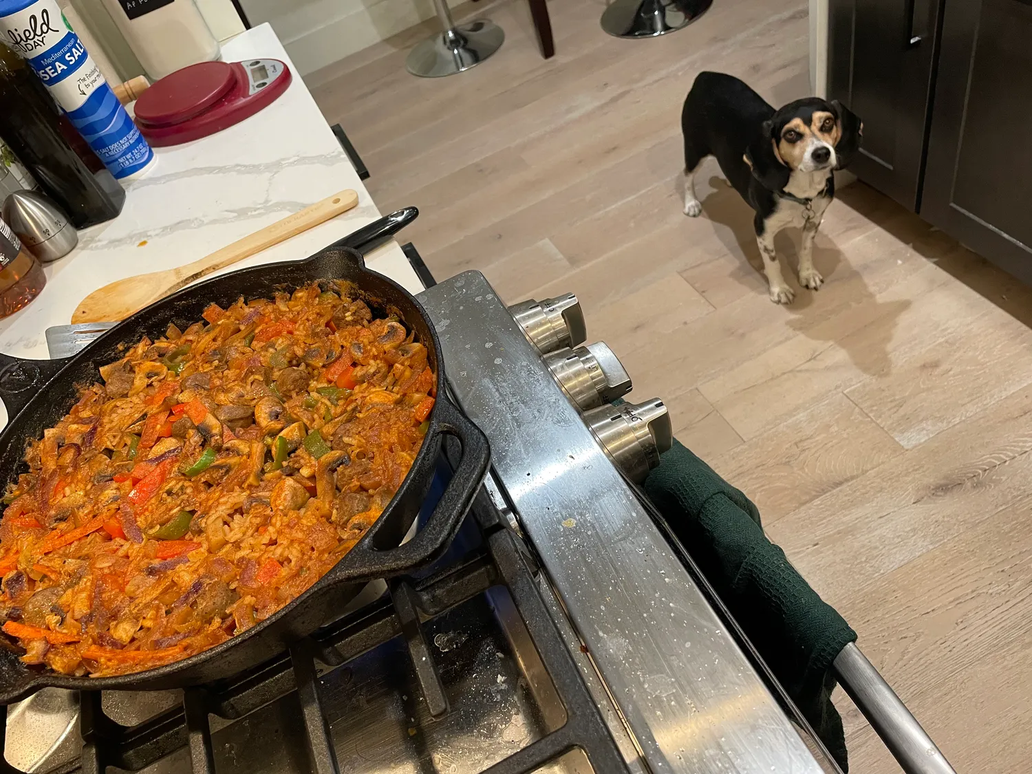 Paella finishing on the stove as a beagle gazes on
