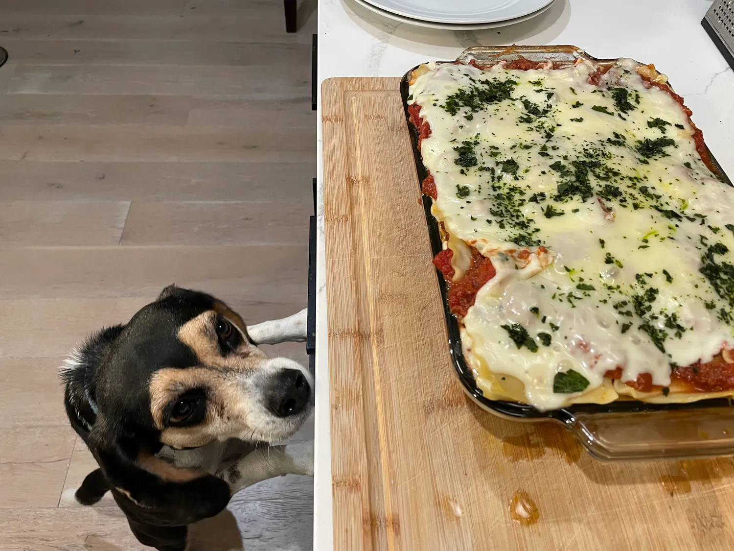 The beagle puts his paws on the kitchen counter and presses his nose as close to the lasagna as he can. Fortunately he can't quite reach.