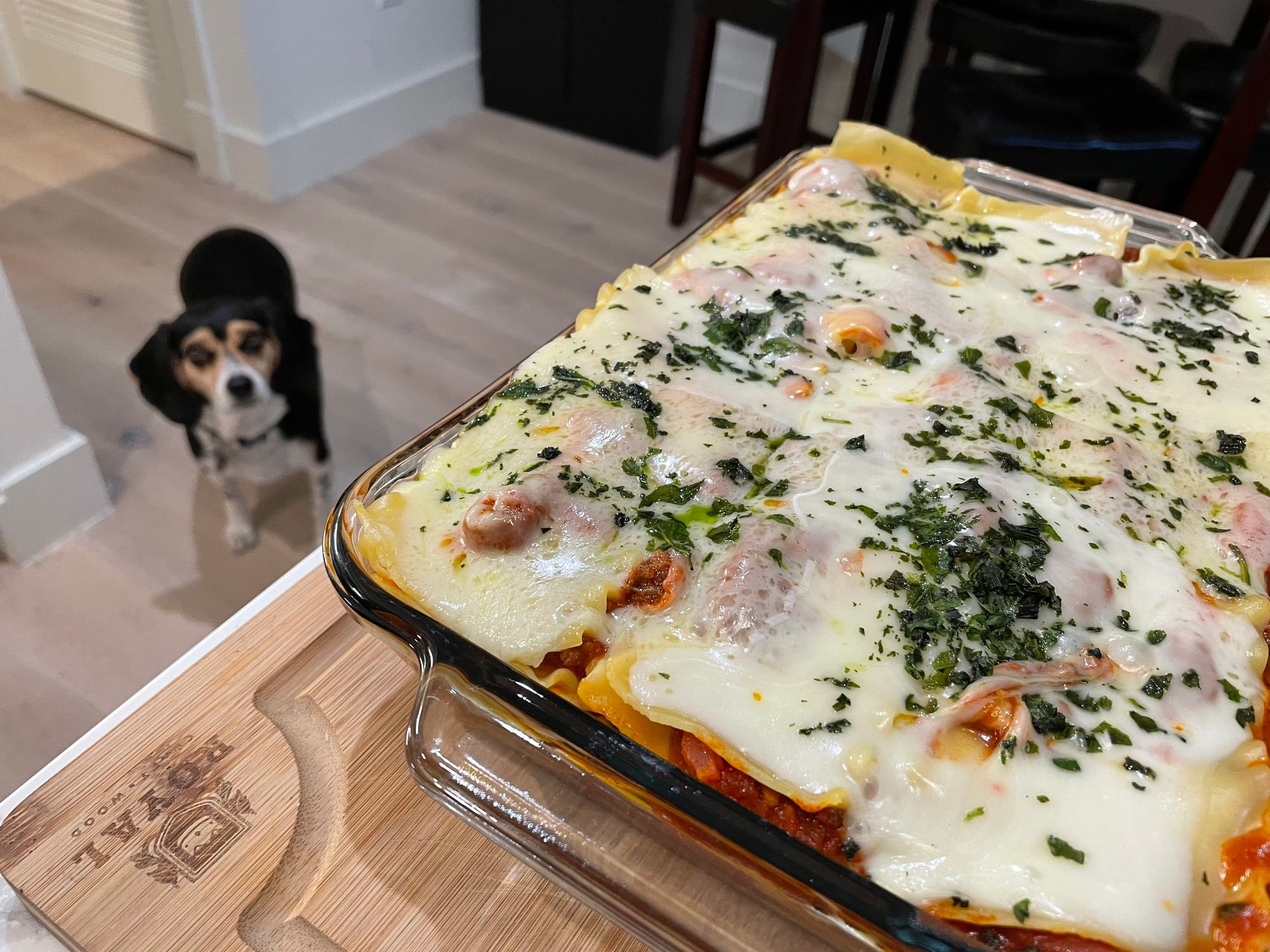 A hungry dog