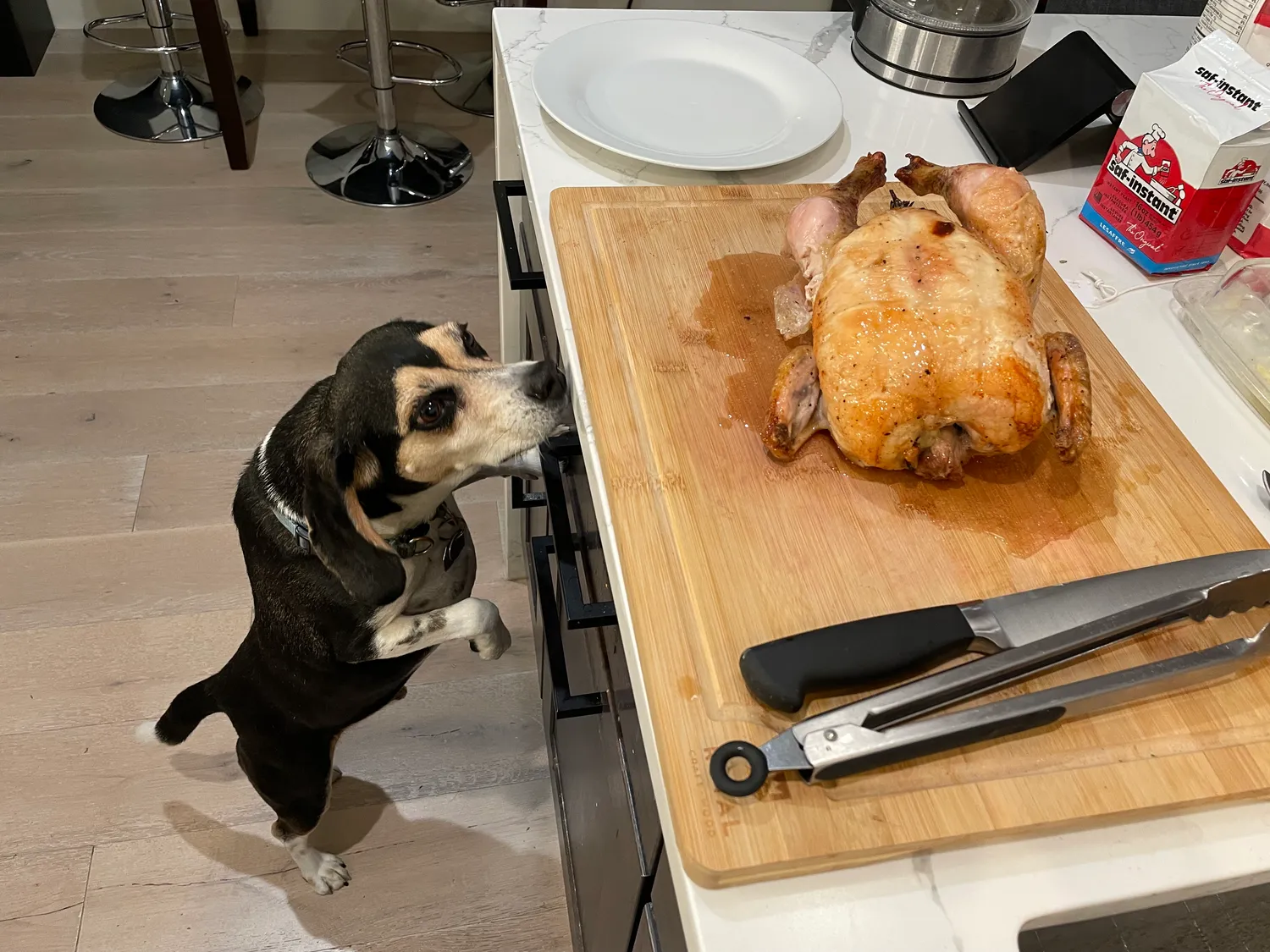 Beagle presses his nose to the edge of the counter where a freshly roasted chicken is sitting on a cutting board.