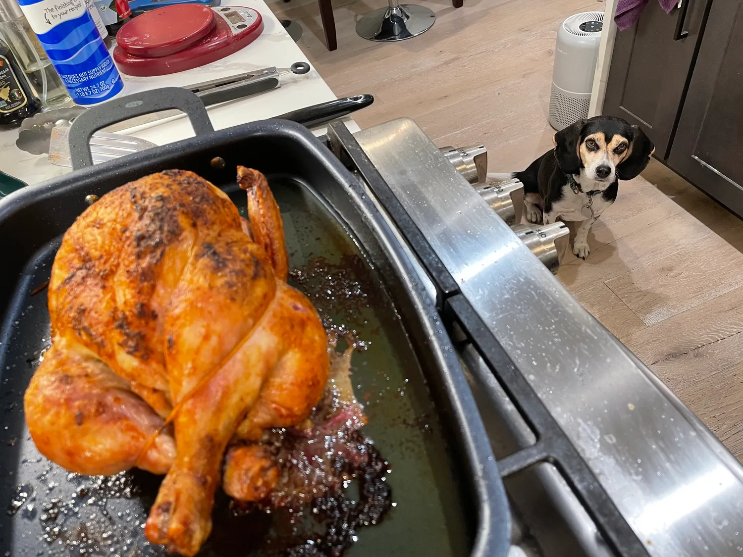 A beagle stares stares at a fresh roasted chicken just out of the oven.