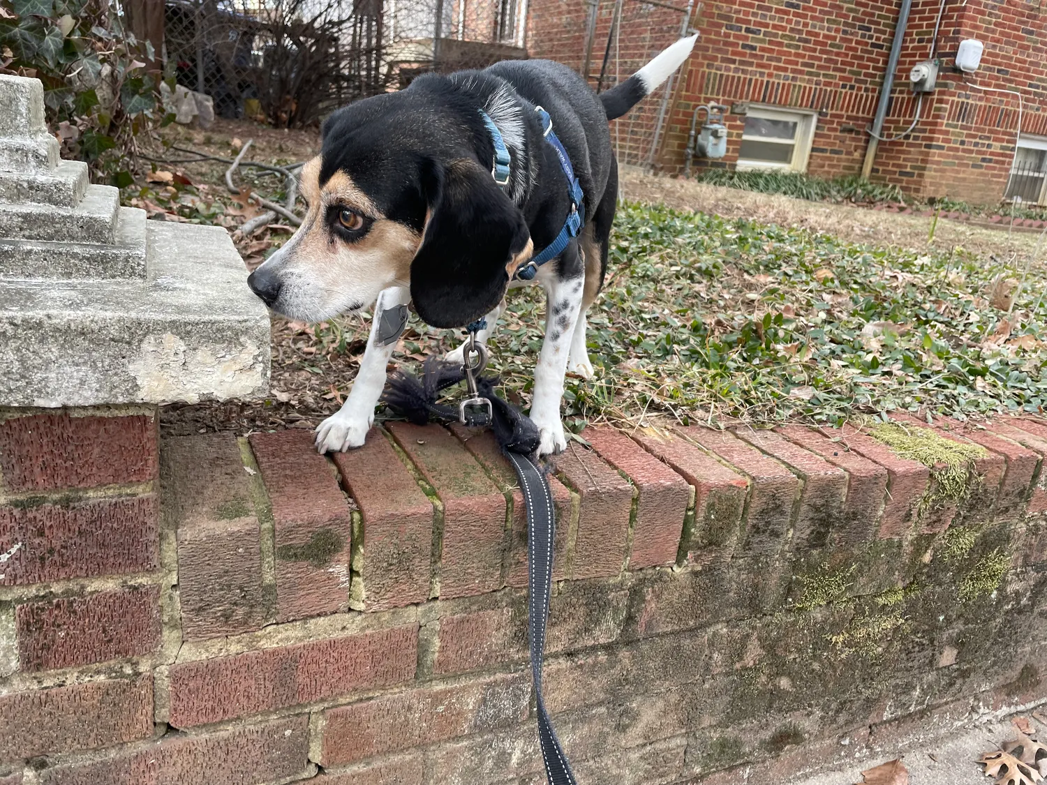 A beagle sniffing the retaining wall where something small and furry must have been.